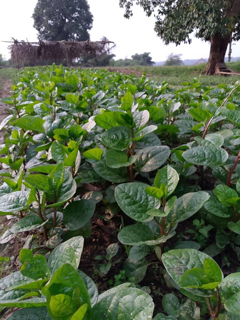 Image d'agriculture