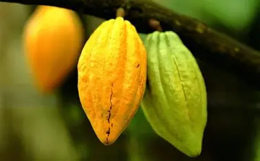 Culture de Cacao